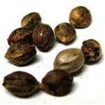 Семена марихуаны АК-47  (Seeds AK-47) в Назрани